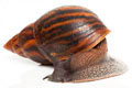 Achatina achatina achatina Ghana typ 2a adult import